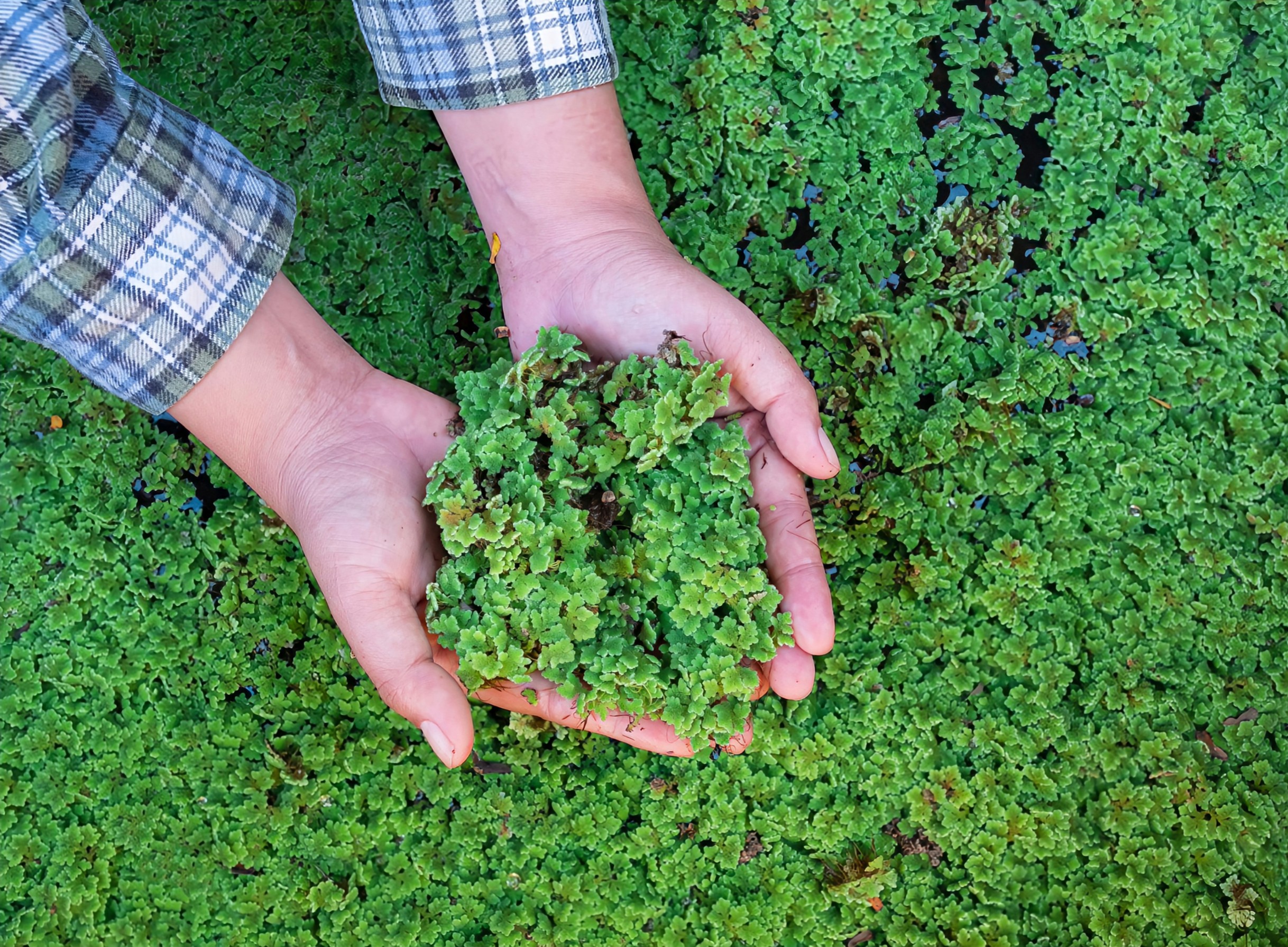 Azolla: The tiny fern that could feed the world - Earth.com