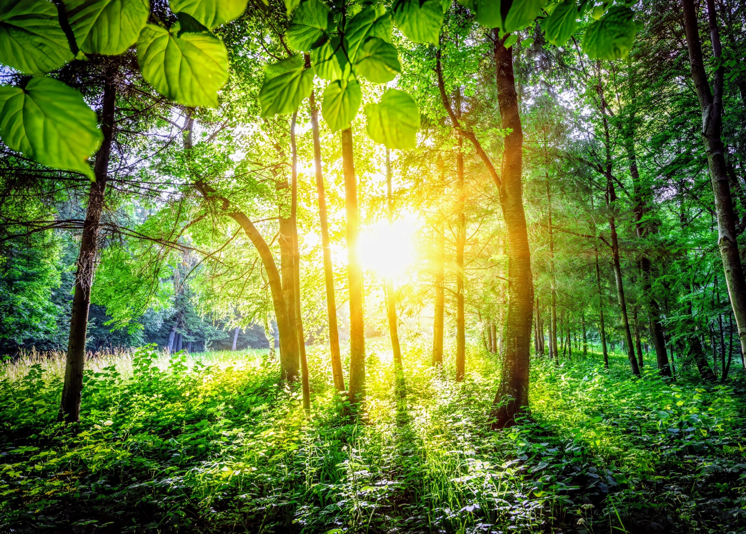 The quest for light: How plants compete to survive - Earth.com