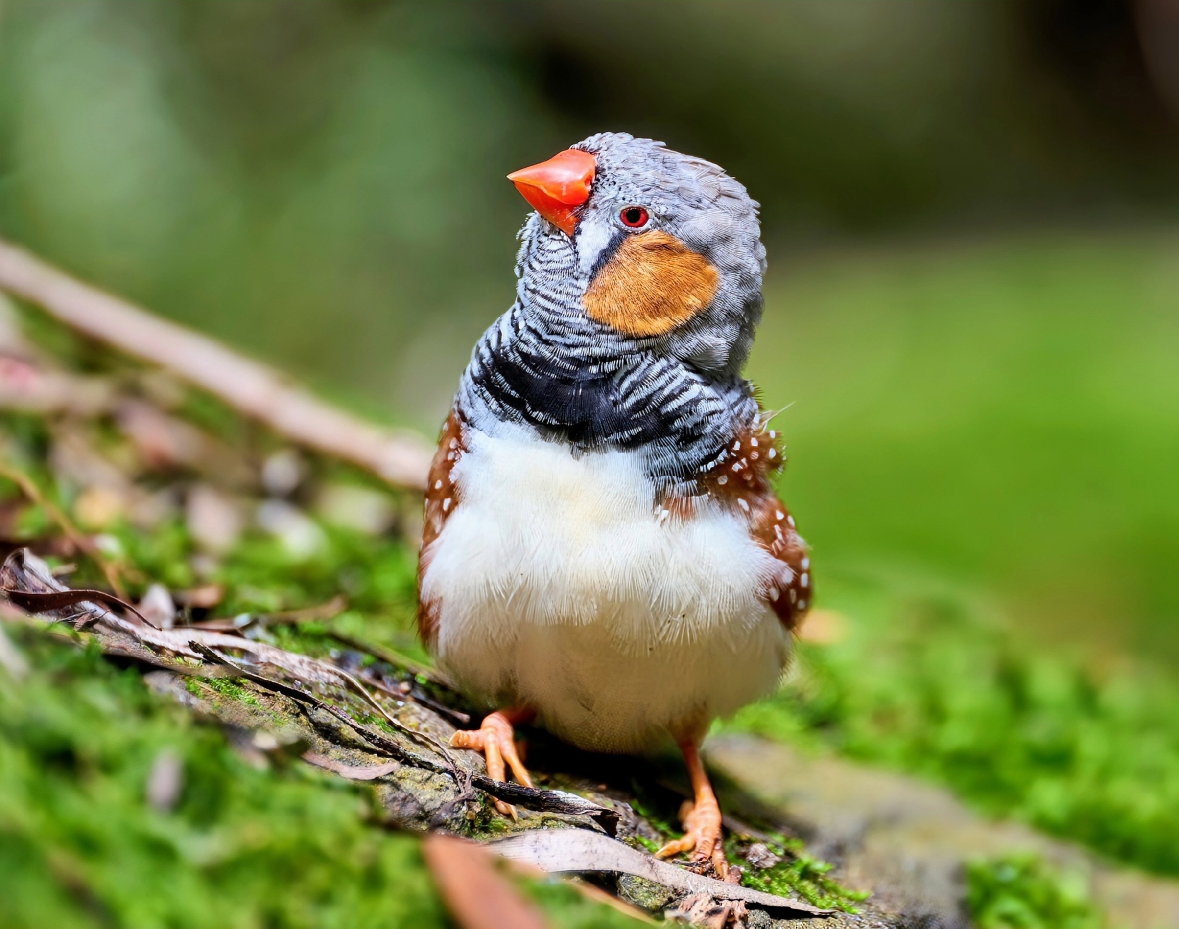 Why do Australian finches have bright red and yellow bills? - Earth.com