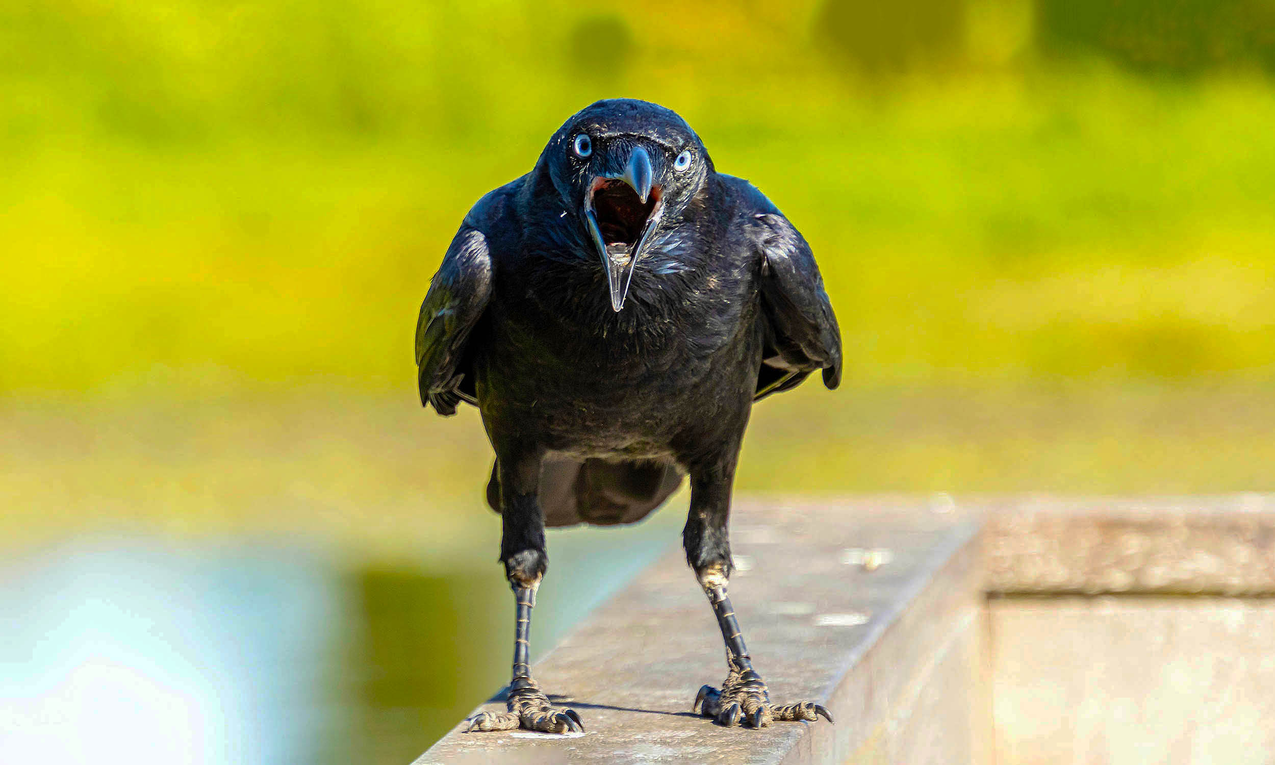 Crows remember humans and hold grudges for up to 17 years, a profound display of intelligence most animals don't possess