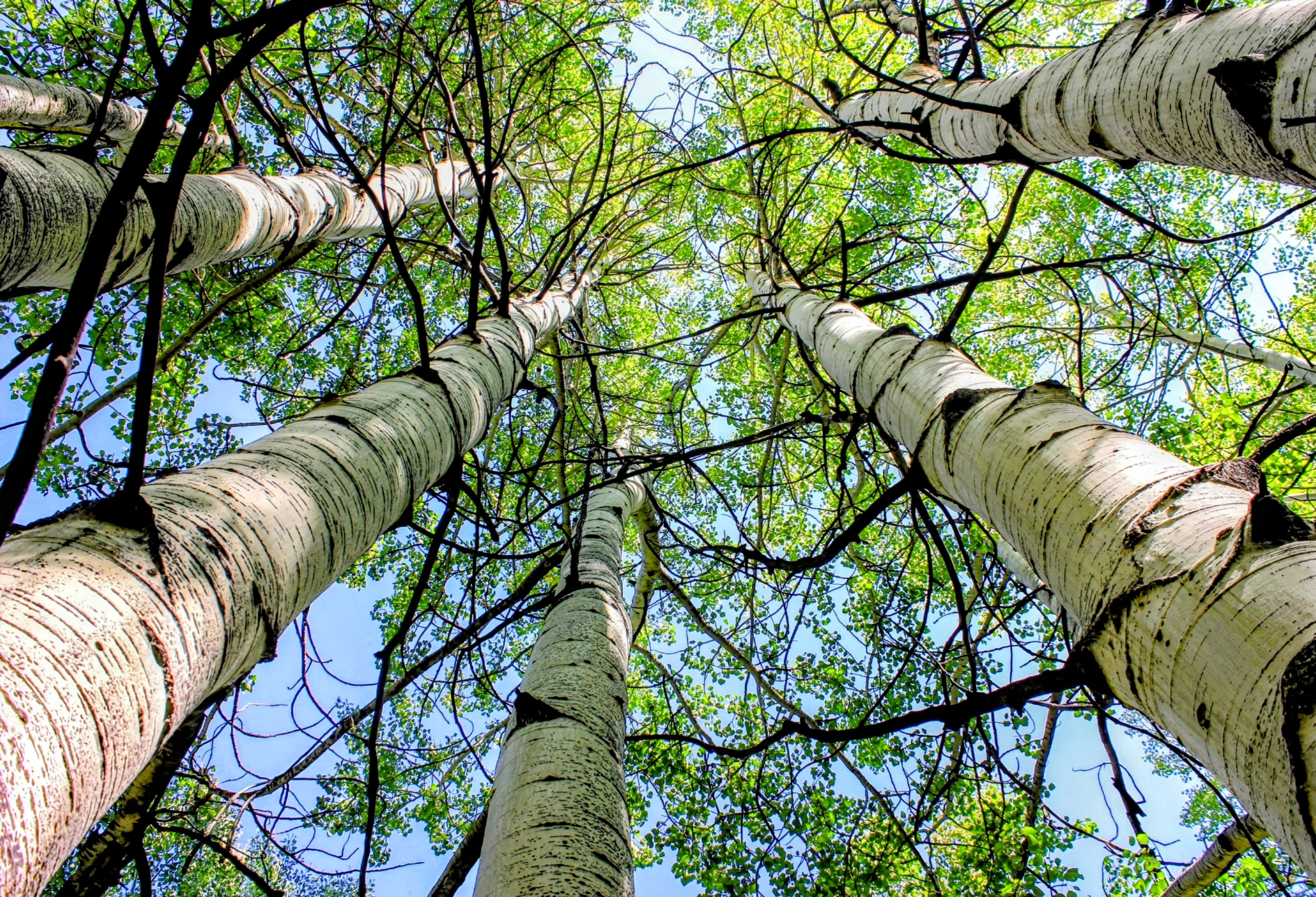 Pando: The world's largest living organism consists of 47,000 trees ...