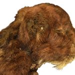 Mummified baby saber-toothed tiger found with fur and toes intact. Credit: Prof. Alexey V. Lopatin