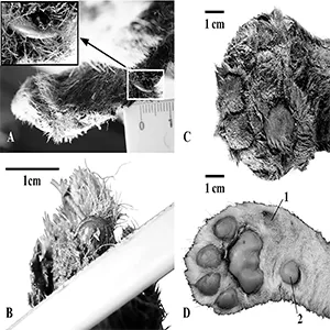 Pictured here are the forepaws of 3-week-old large cubs. A, B and C reveal views of the mummified Homotherium latidens specimen: A is a thumb claw; B a second digit claw; and С a plantar view. D shows the plantar view of the right forepaw of a Panthera leo specimen. Credit: Prof. Alexey V. Lopatin
