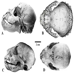 The new mummy findings reveal that saber-toothed cubs differed dramatically from modern lion cubs of a similar age. The image above highlights differences in the skulls of the mummifed Homotherium latidens (A, B) and Panthera leo (C, D) at 3 weeks old. Credit: Prof. Alexey V. Lopatin
