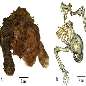 Shown here at left is the frozen Homotherium latidens specimen, the first known mummy of a saber-toothed cat. On the right is a CT-scan of its skeleton. Credit: Prof. Alexey V. Lopatin