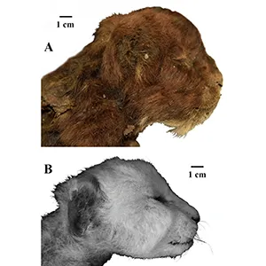 Images highlight the differences in external appearance of the heads of two 3-week-old cub specimens — the mummified Homotherium latidens (saber-toothed cat) at the top and Panthera leo (modern lion) below. Credit: Prof. Alexey V. Lopatin