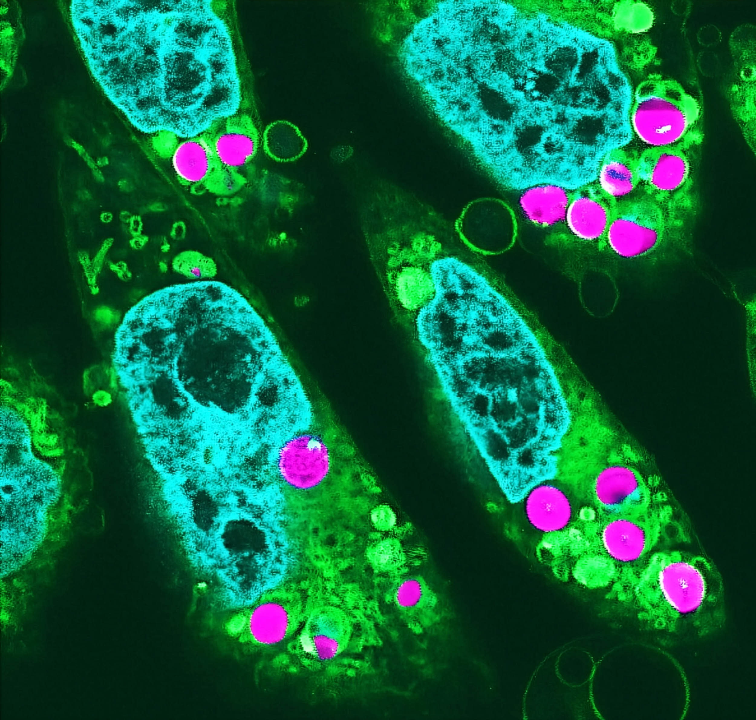 Scientists make huge strides in their quest to create photosynthetic animals