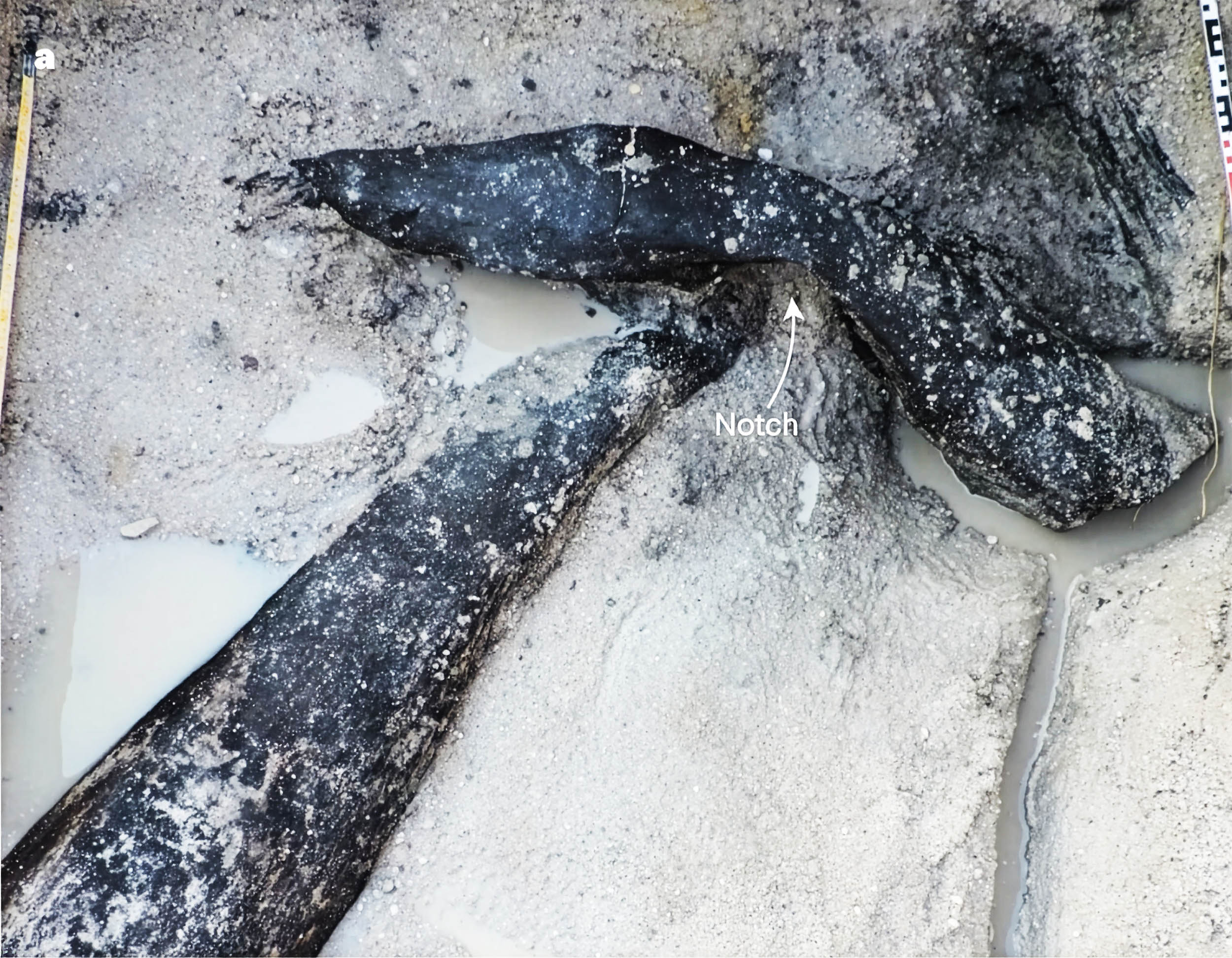 World's oldest wooden structure was built at least 200,000 years before Homo sapiens