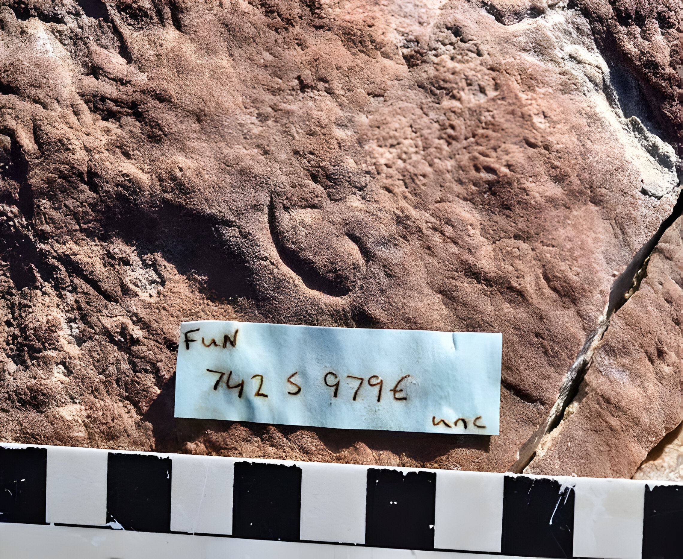 Grand Canyon Fossil: Penis Worm Points To Explosive Evolutionary Period - qzg8ui8