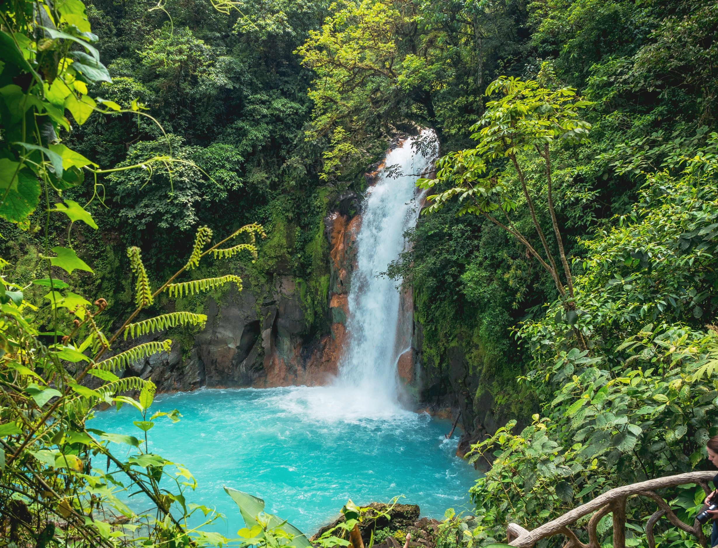 Six new tree species identified in Columbia and Panama