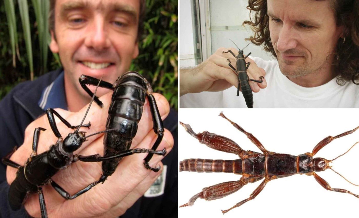 The Rarest Grosseries Rarest Insect In The World