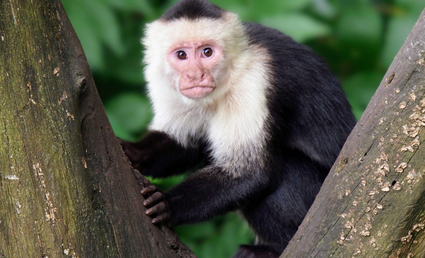 Social tolerance helps monkeys pass along new skills - Earth.com