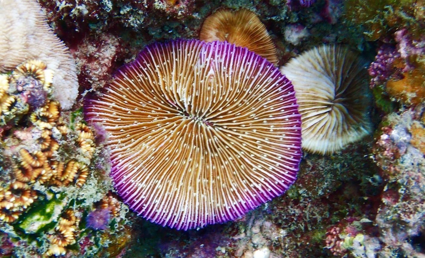 Some corals survive climate change by migrating to new areas