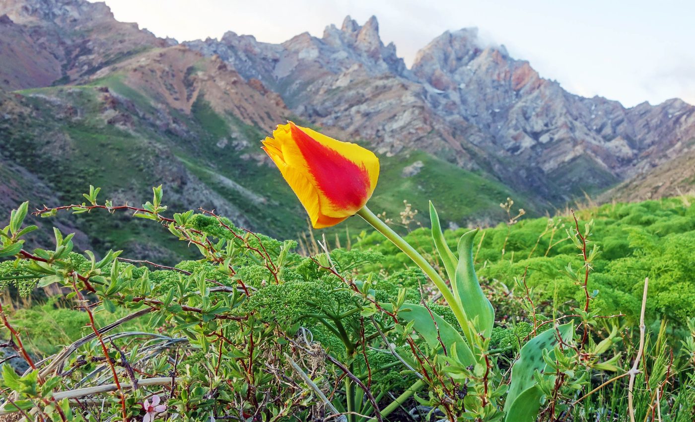 Earth's endangered plants need new plan to prevent their extinction -  Earth.com
