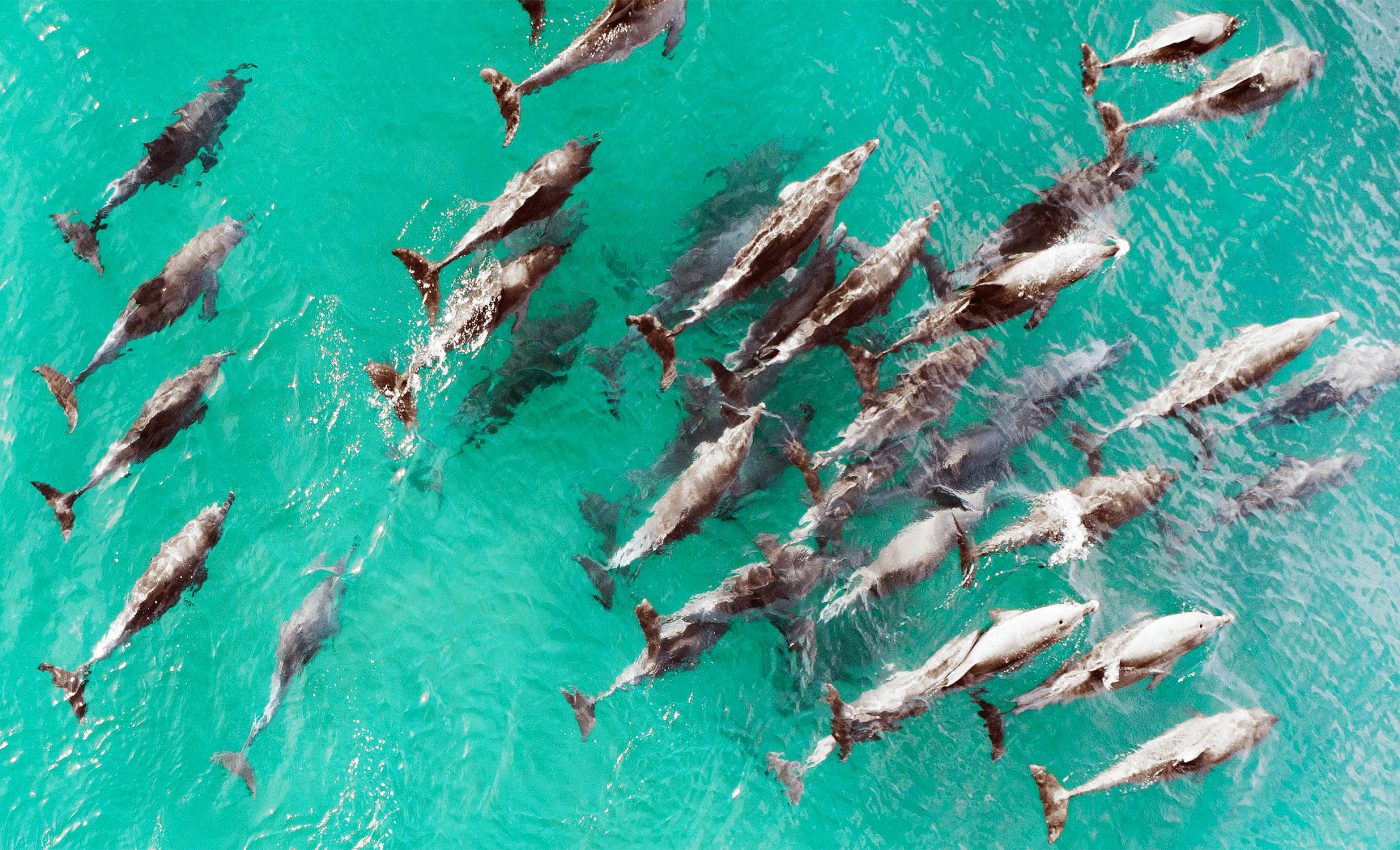 Super pod' of 1,500 dolphins captured in stunning drone footage - Earth.com, image size:1400x850