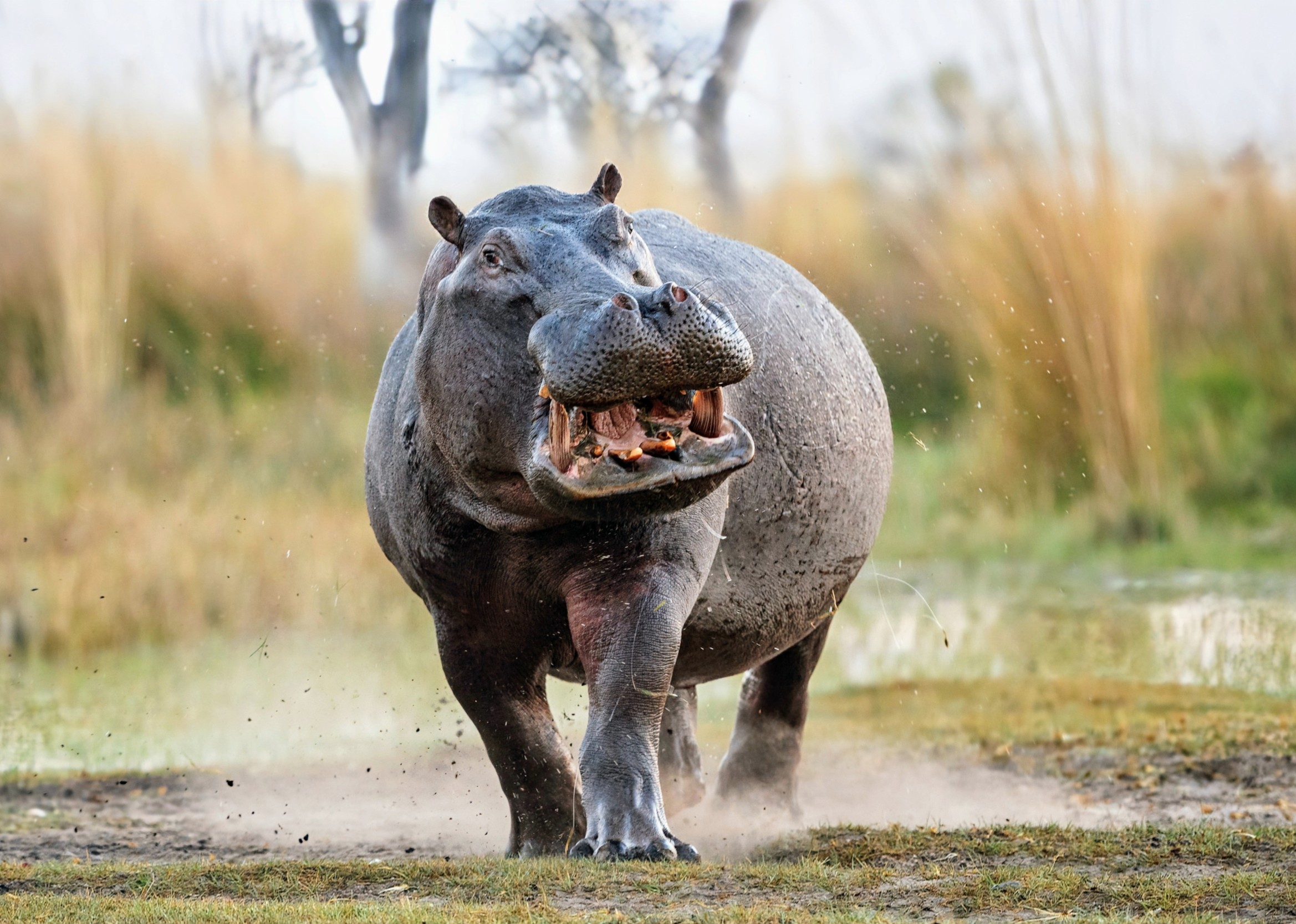 ヒッポ海を渡る　7か国　Hippo Goes Overseas hq720.jpg?sqp=-