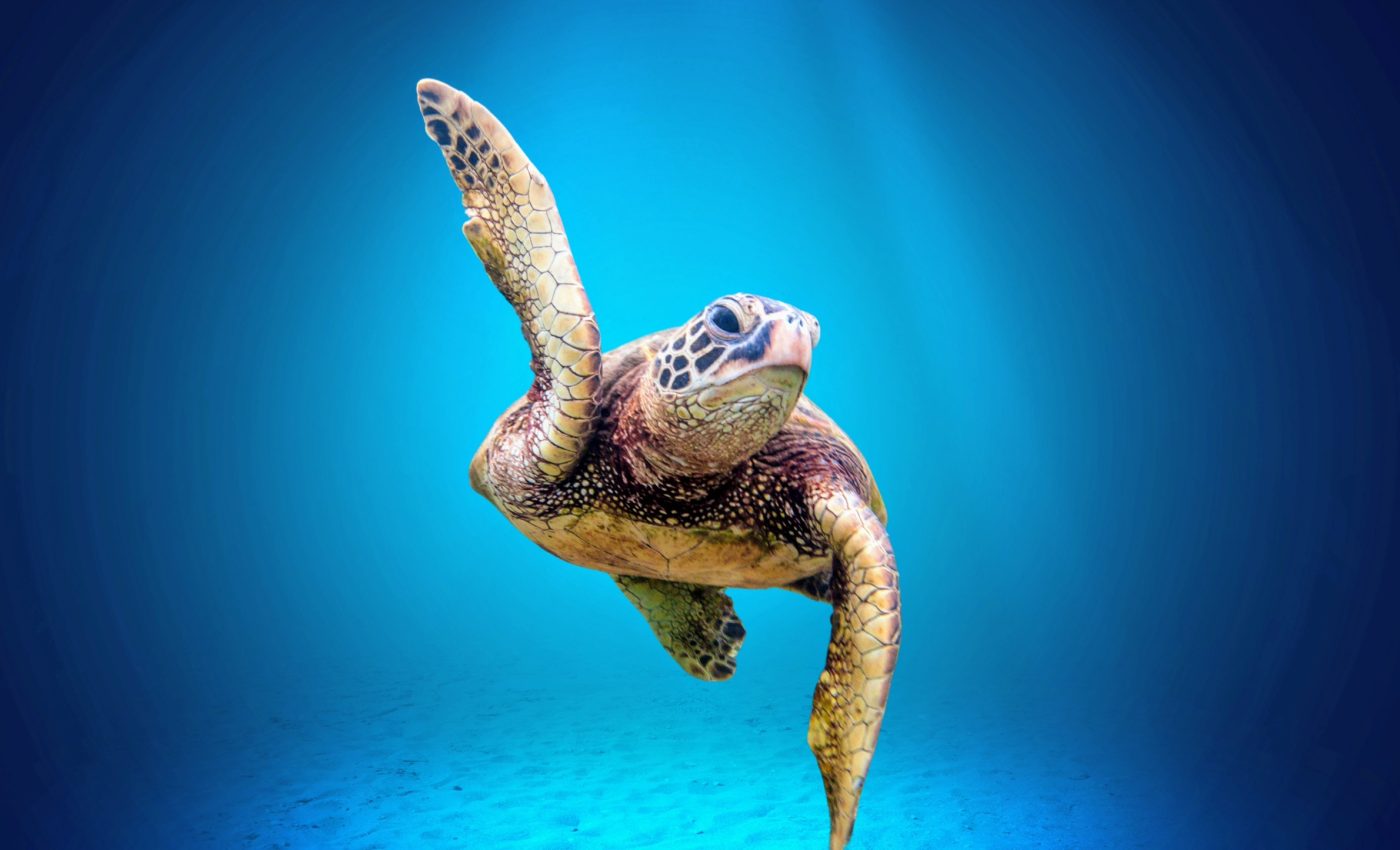 sea turtles use earth's magnetic field to travel- Earth.com