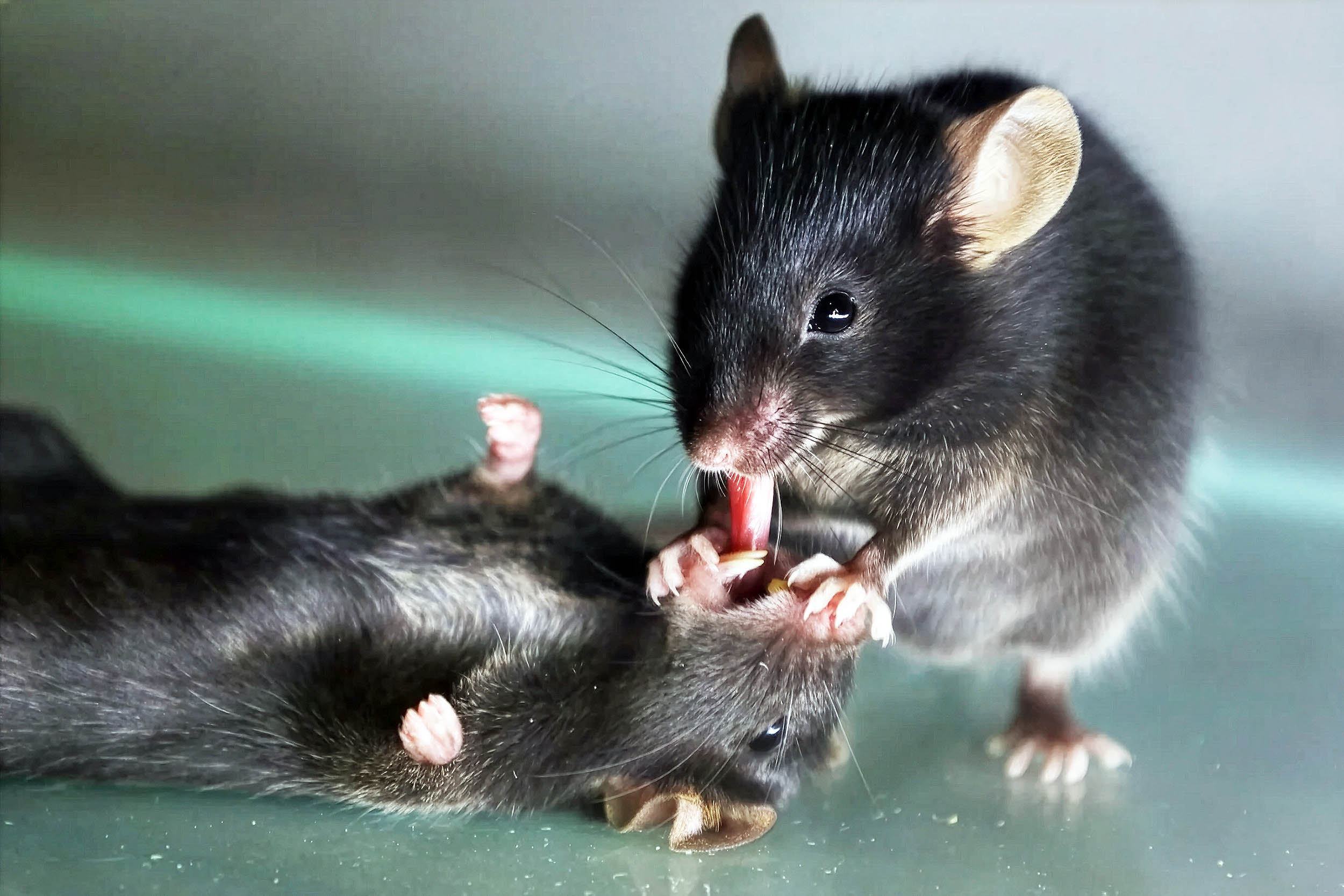 Amazing study finds that mice perform first aid when their friends are in distress