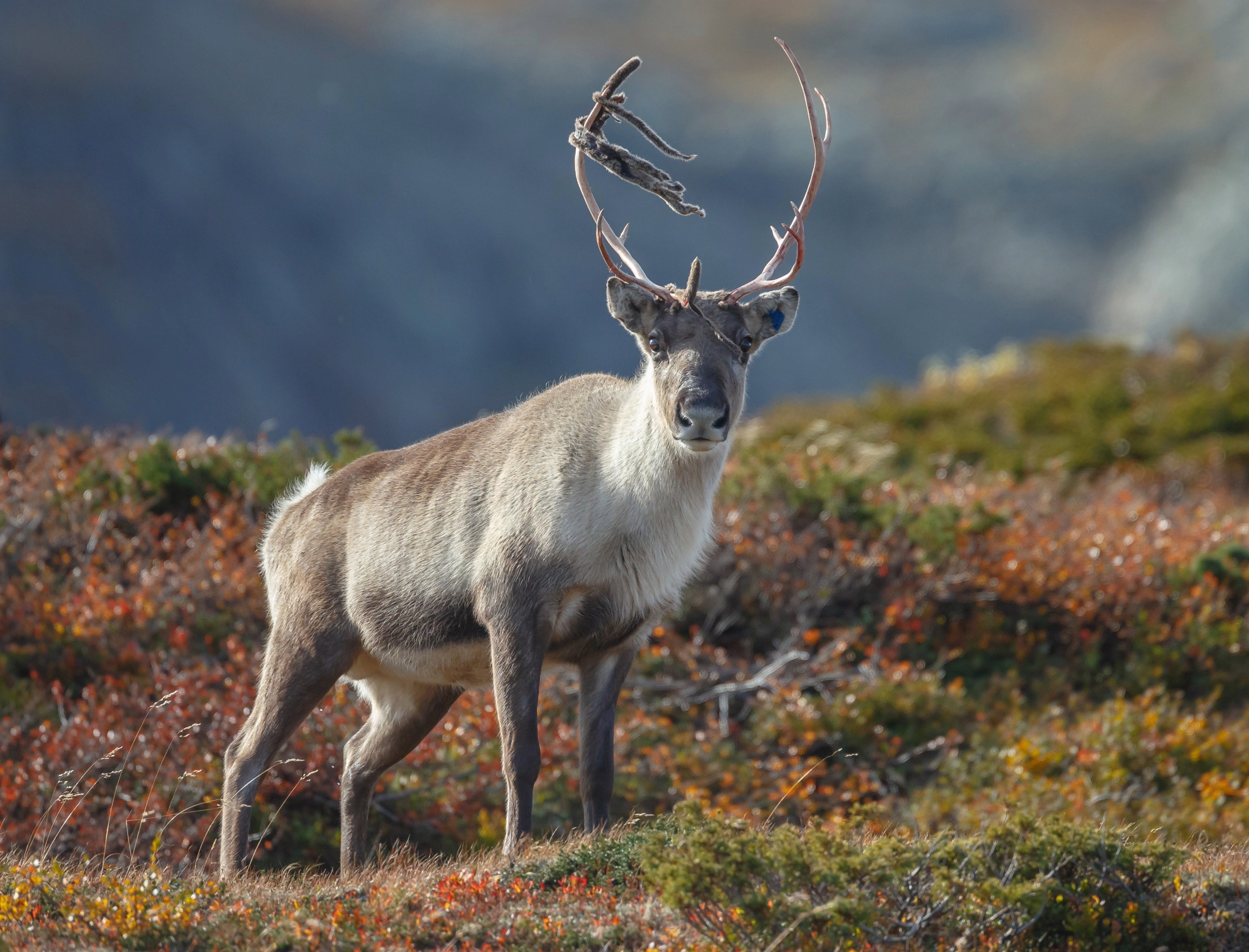 Caribou Migration Patterns Disrupted By Human Activities Earth Com Caribou Migration