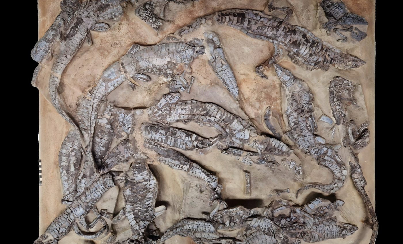 FOSSILS　THE KEY TO THE PAST　化石　FOSSIL A 180-Million-Year Old Dinosaur Fossil Could Fetch $600K At