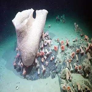 A large sponge, a cluster of anemones, and other life is seen nearly 230 meters deep at an area of the seabed that was very recently covered by the George VI Ice Shelf, a floating glacier in Antarctica. Credit: Schmidt Ocean Institute