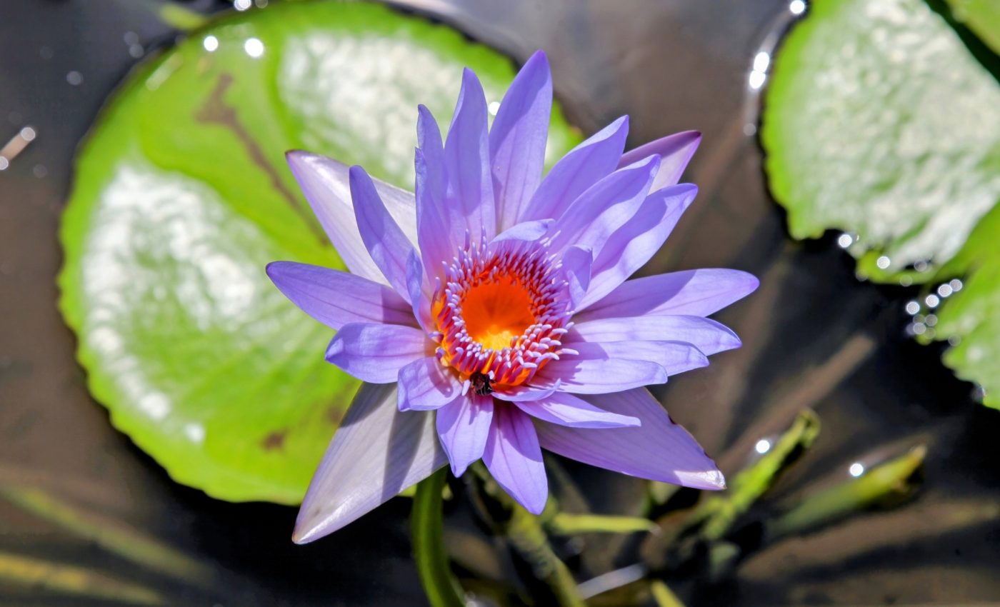 Blue lotus: Unraveling an Egyptian psychedelic mystery - Earth.com, image size:1400x850