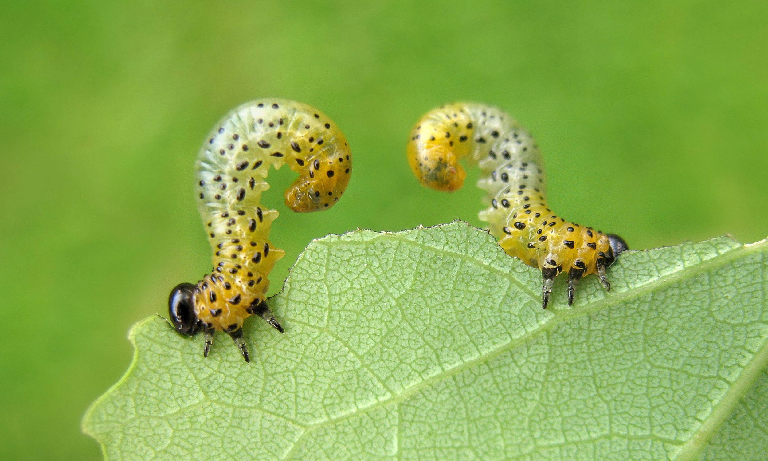 These miniscule caterpillars defend the world's smallest territory