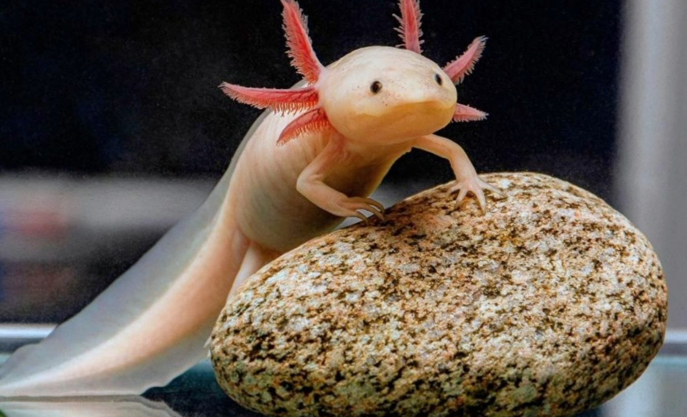 Axolotl Apocalypse? Mexico’s Iconic Salamander Faces Extinction Threat—But There’s a Glimmer of Hope