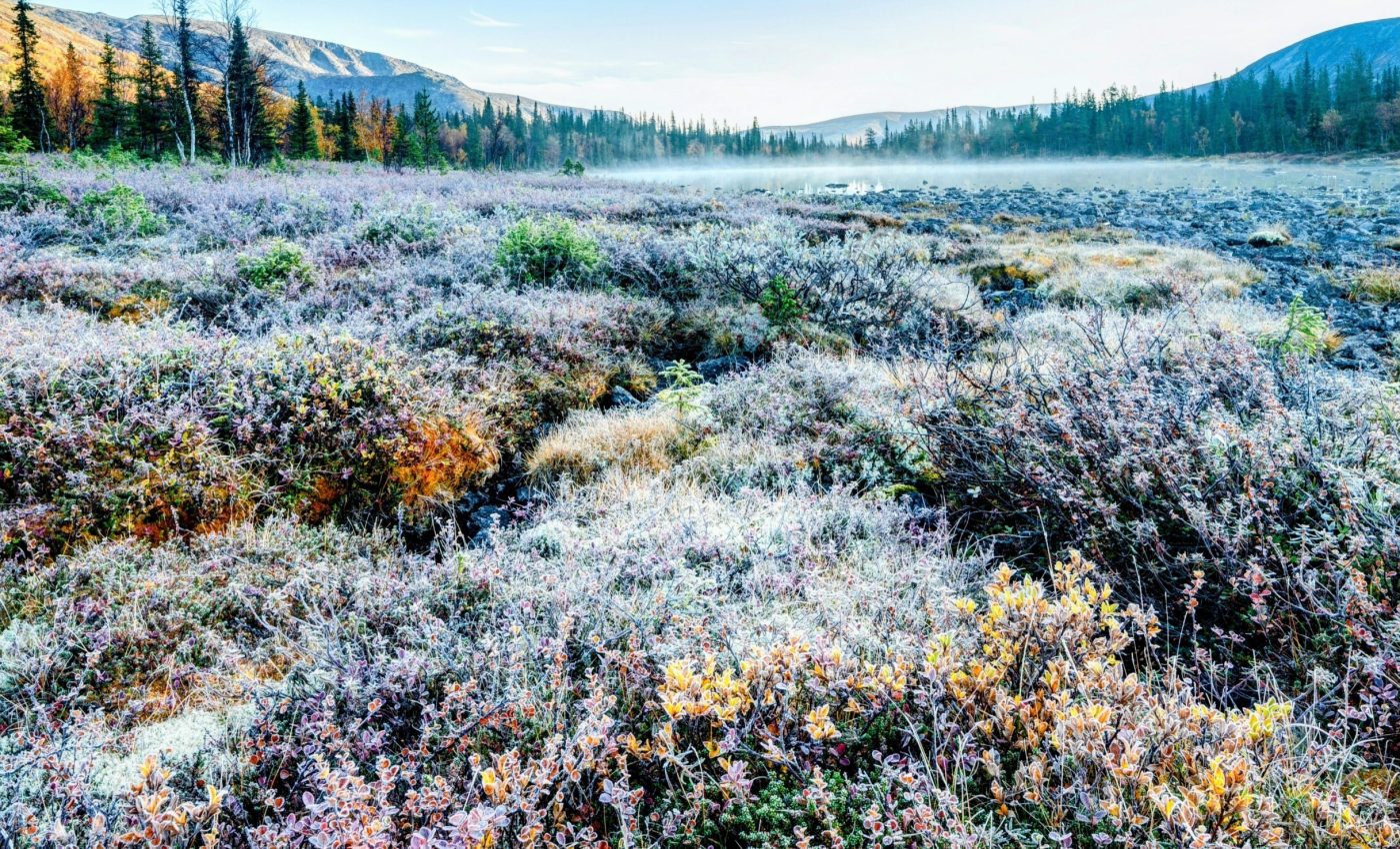 Arctic Sedges In The Tundra