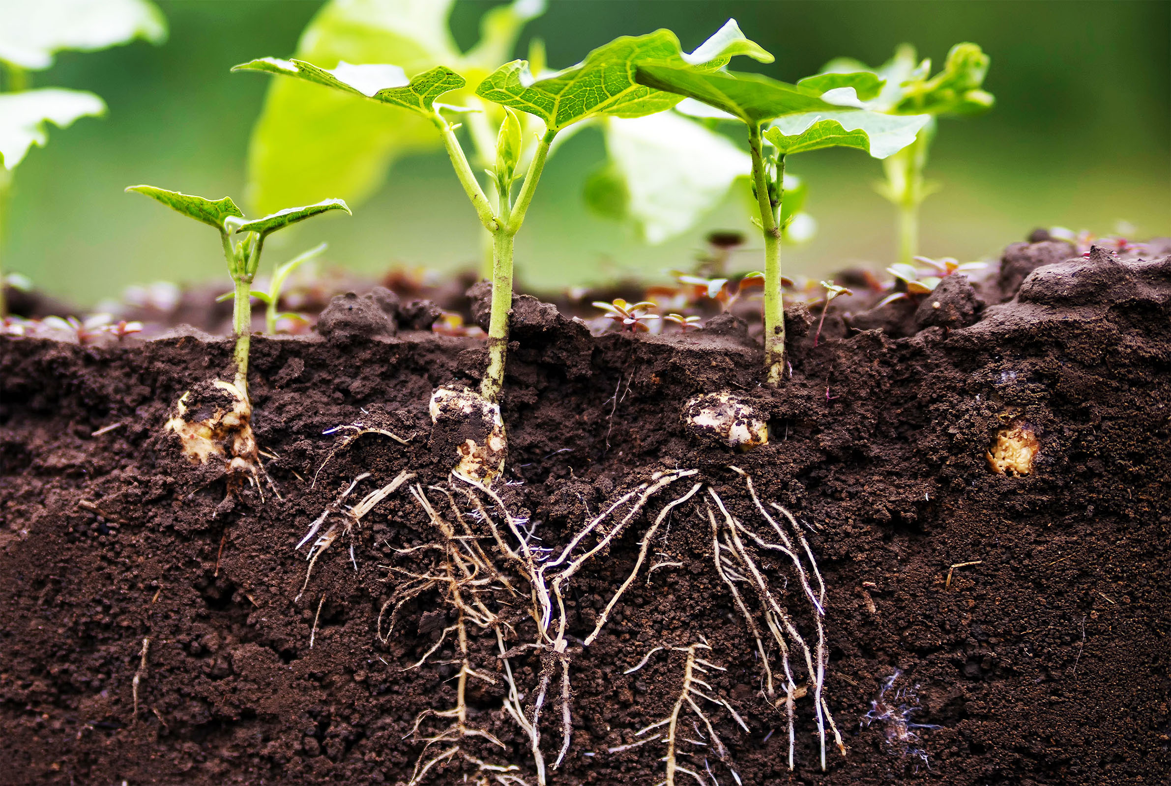 Some plants grow fast, others grow strong, now scientists know how to make them do both