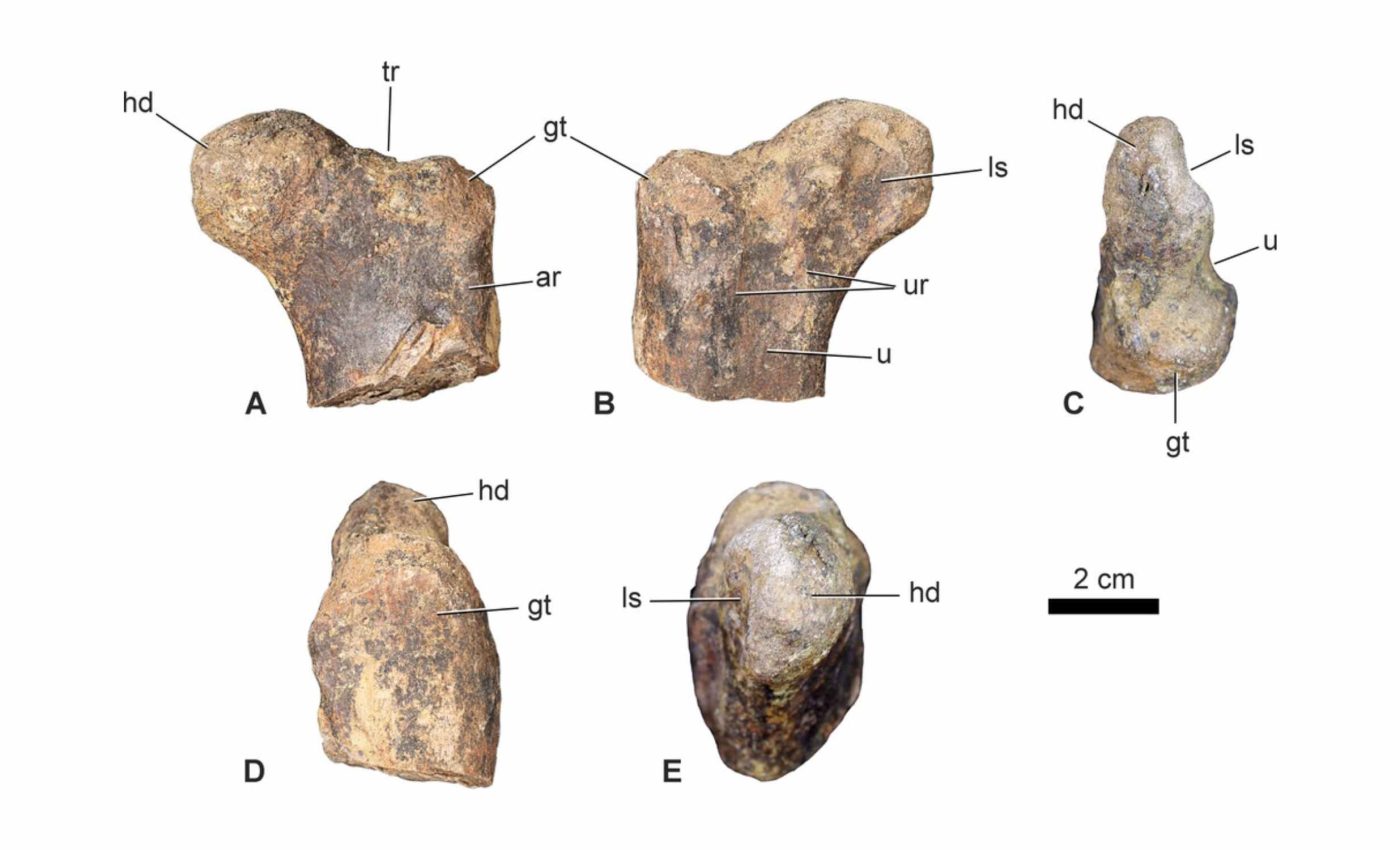 FOSSILS　THE KEY TO THE PAST　化石　FOSSIL Fossils: The Key to the Past: Fortey, Richard: 9781501700538