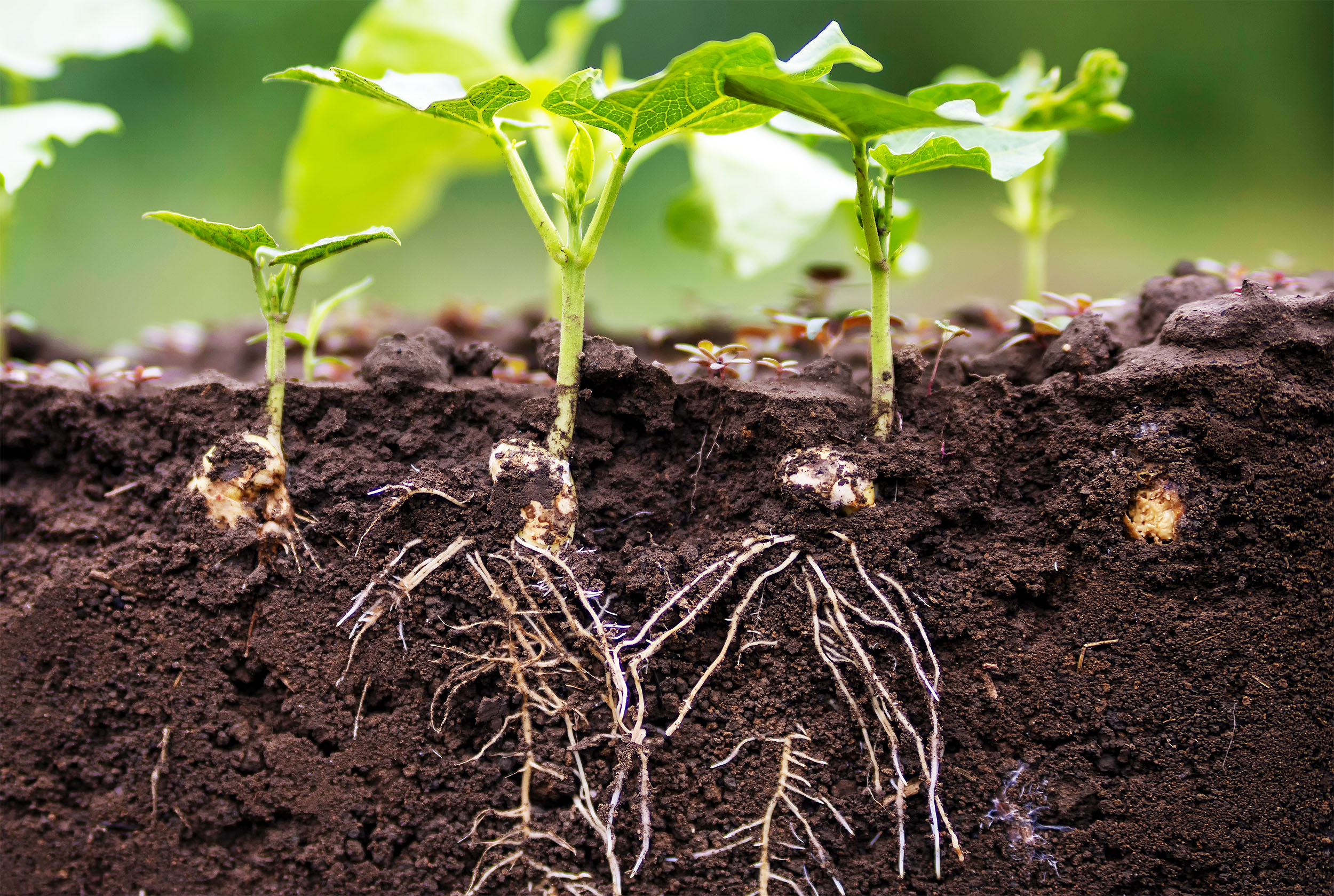 Policosanol (Triacontanol) supplier Policosanol (Triacontanol) supplier