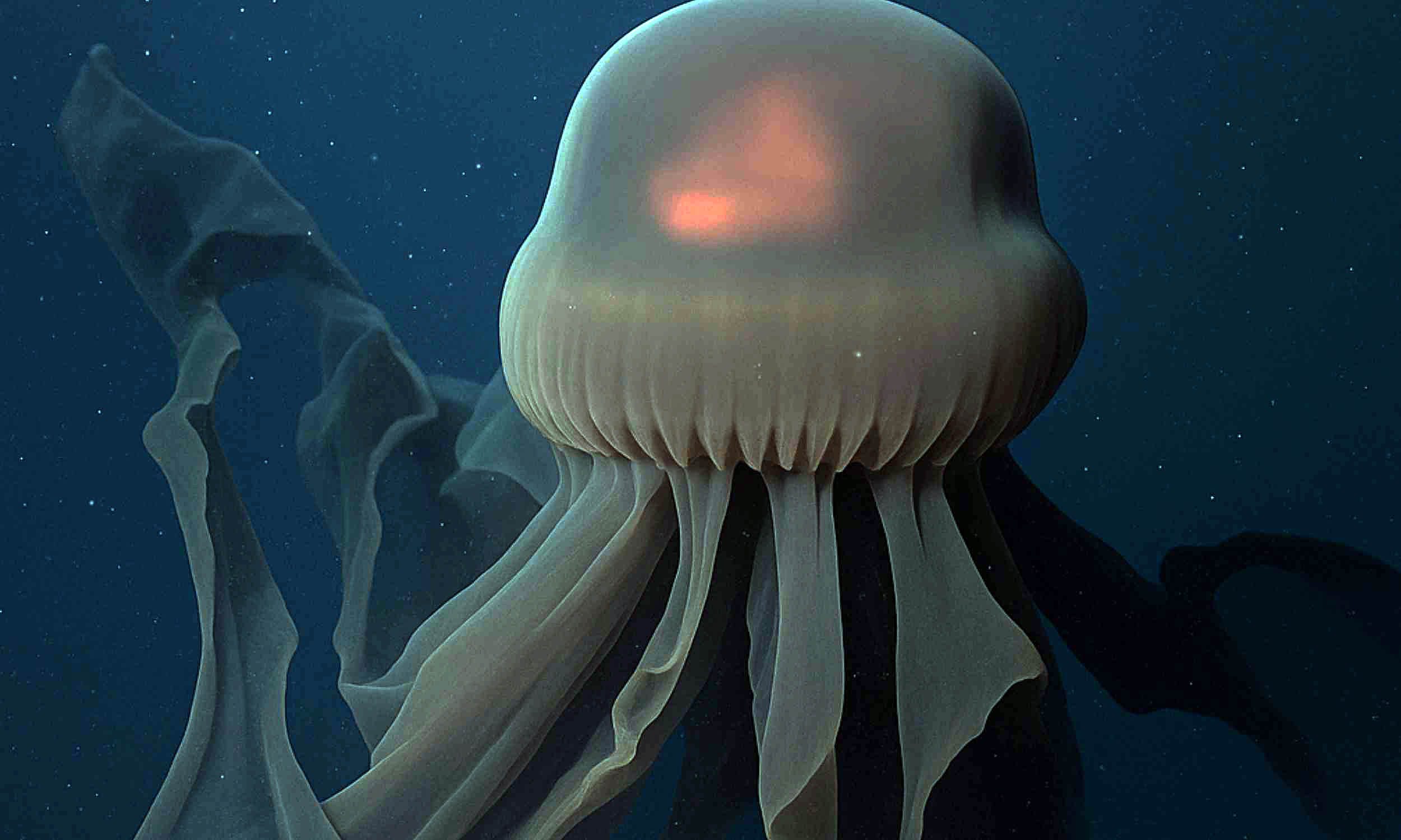 Where Was The Giant Phantom Jelly Sighting How To Verify The Location 