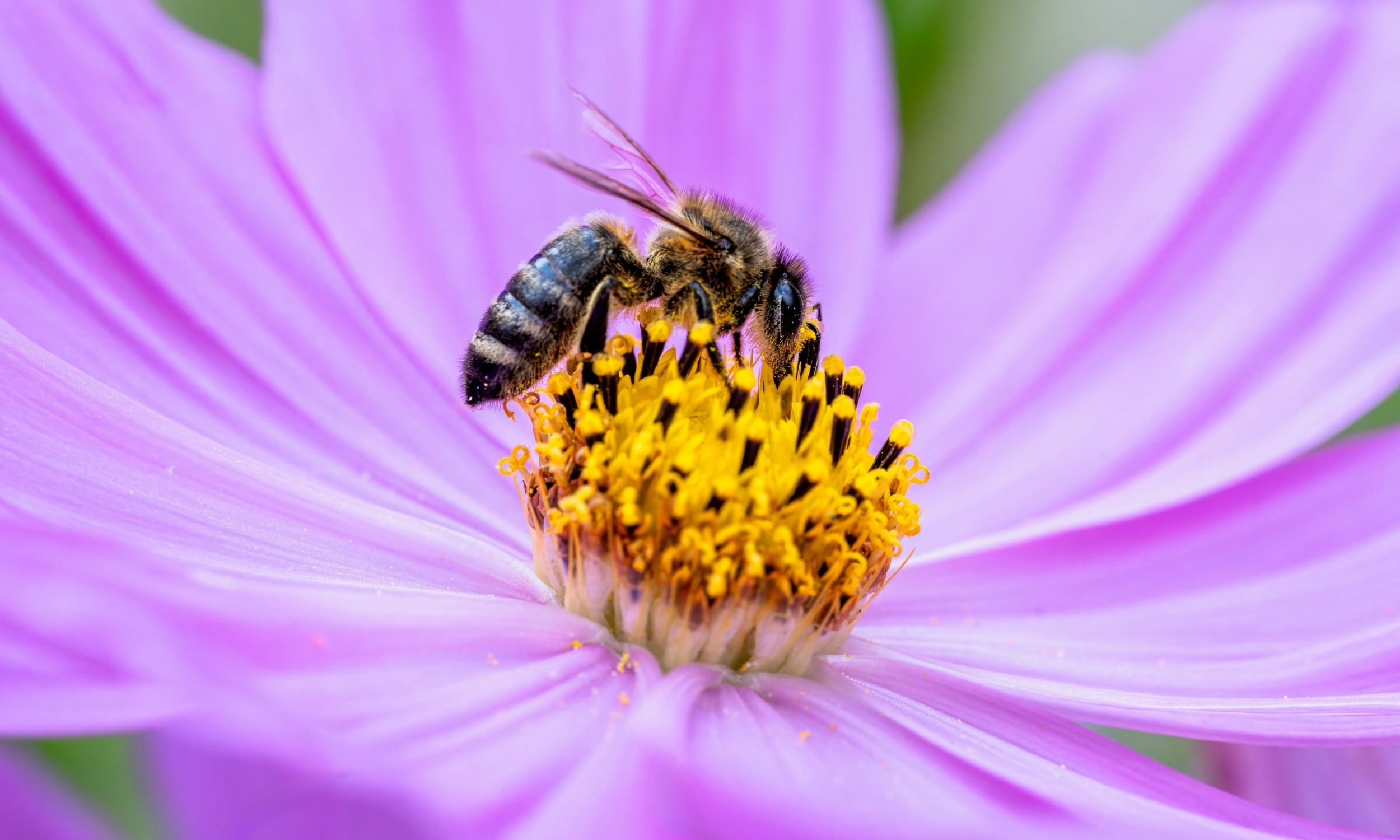Flowers hear Bee Sounds And Make Sweeter Nectar In Response Earth Flowers hear Bee Sounds And Make Sweeter Nectar In Response Earth