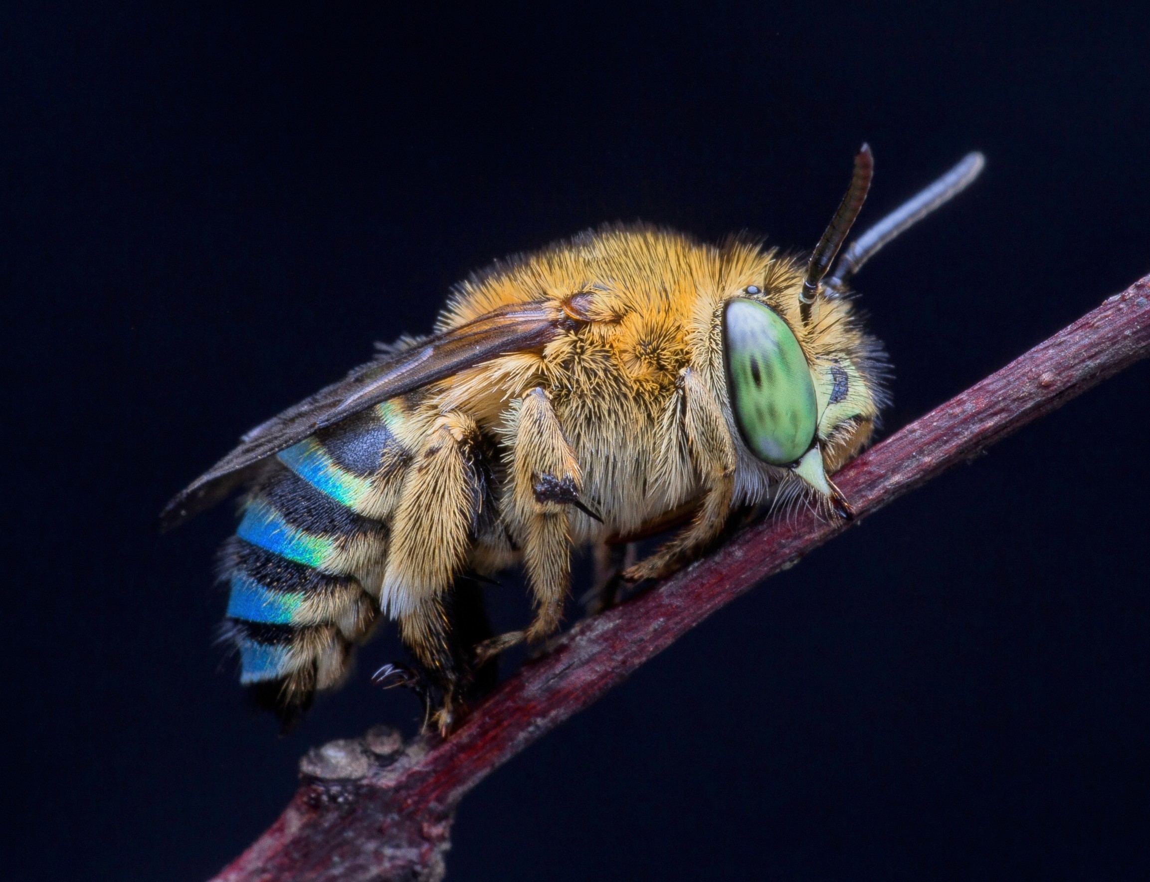 Нутгийн зэрлэг зөгийнүүд балт зөгийнүүдтэй тэмцэлдэж байна