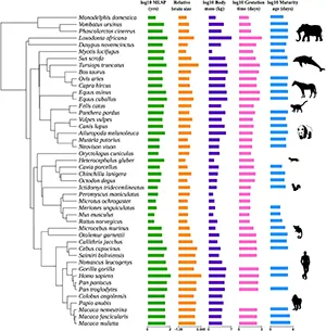 Phylogenetic distribution of life history and morphological traits (maximum lifespan potential, relative brain size, body mass, gestation time and age at sexual maturity) in mammals. A phylogenetic tree for 46 mammal species with fully sequenced genomes is shown. Bars show the relative value of each variable, including log10 values of maximum lifespan potential (MLSP, green), relative brain size (orange), body mass (purple), gestation time (pink), and age at sexual maturity (blue). See Supplementary Table 1 for raw data and silhouette species names. Credit: Scientific Reports
