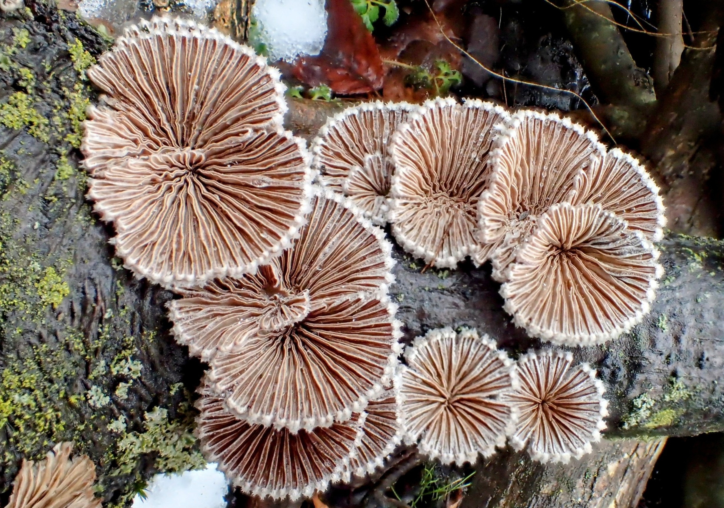 How mushrooms could replace materials like plastic and leather