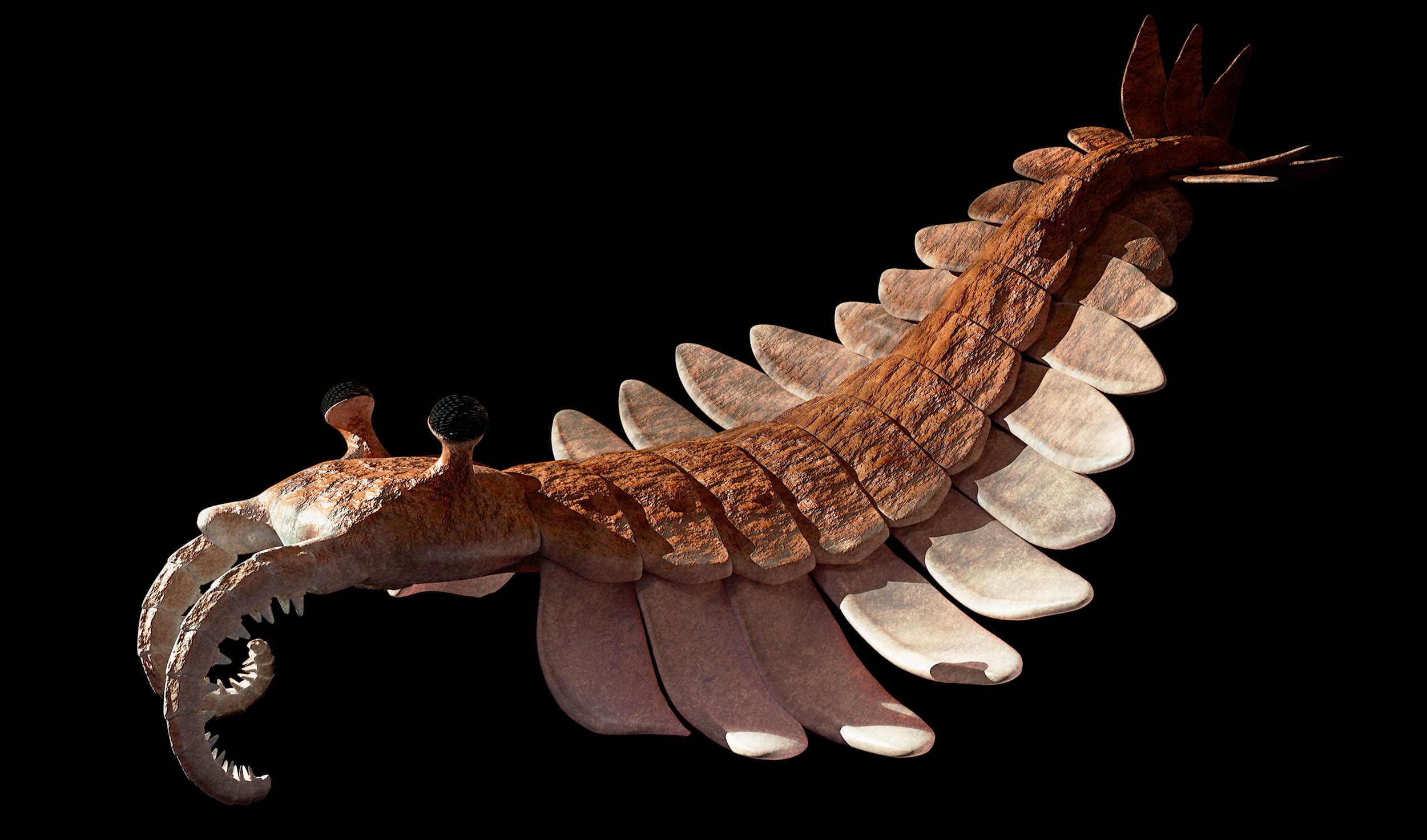 520-million-year-old fossil with brain and guts intact is called a "scientific miracle"