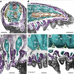 Internal anatomy of Youti yuanshi seen through virtual dissections. Credit: Nature