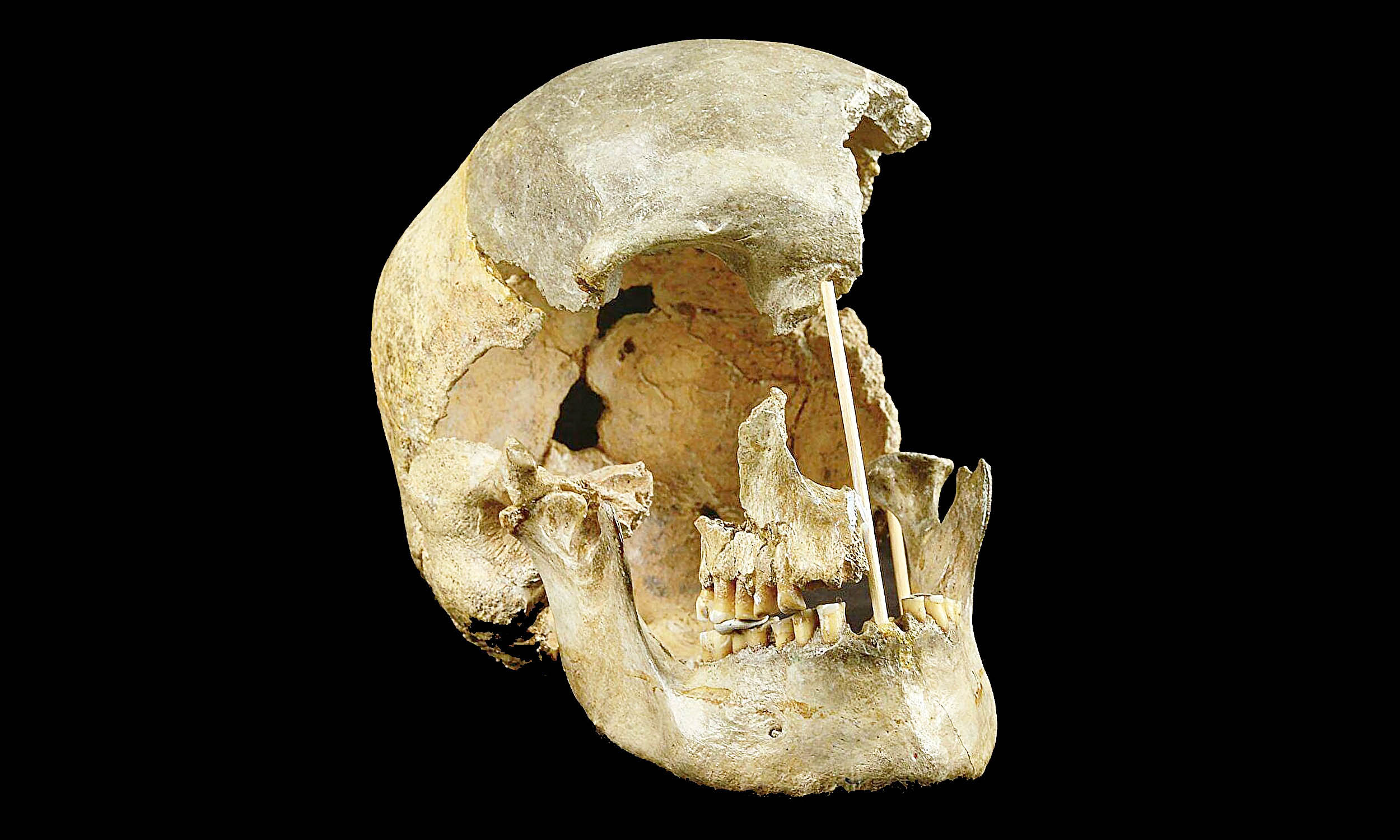 Unknown human ancestors lived in Europe for 80 generations then vanished forever