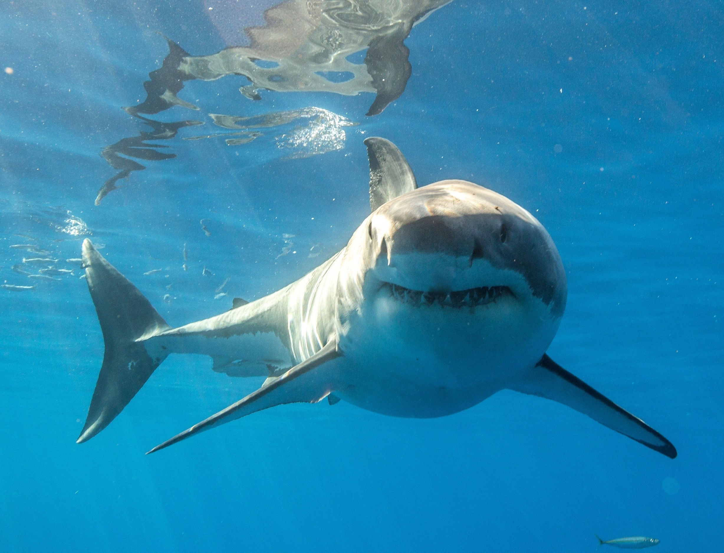 How the shark's body grows with geometric precision - Earth.com