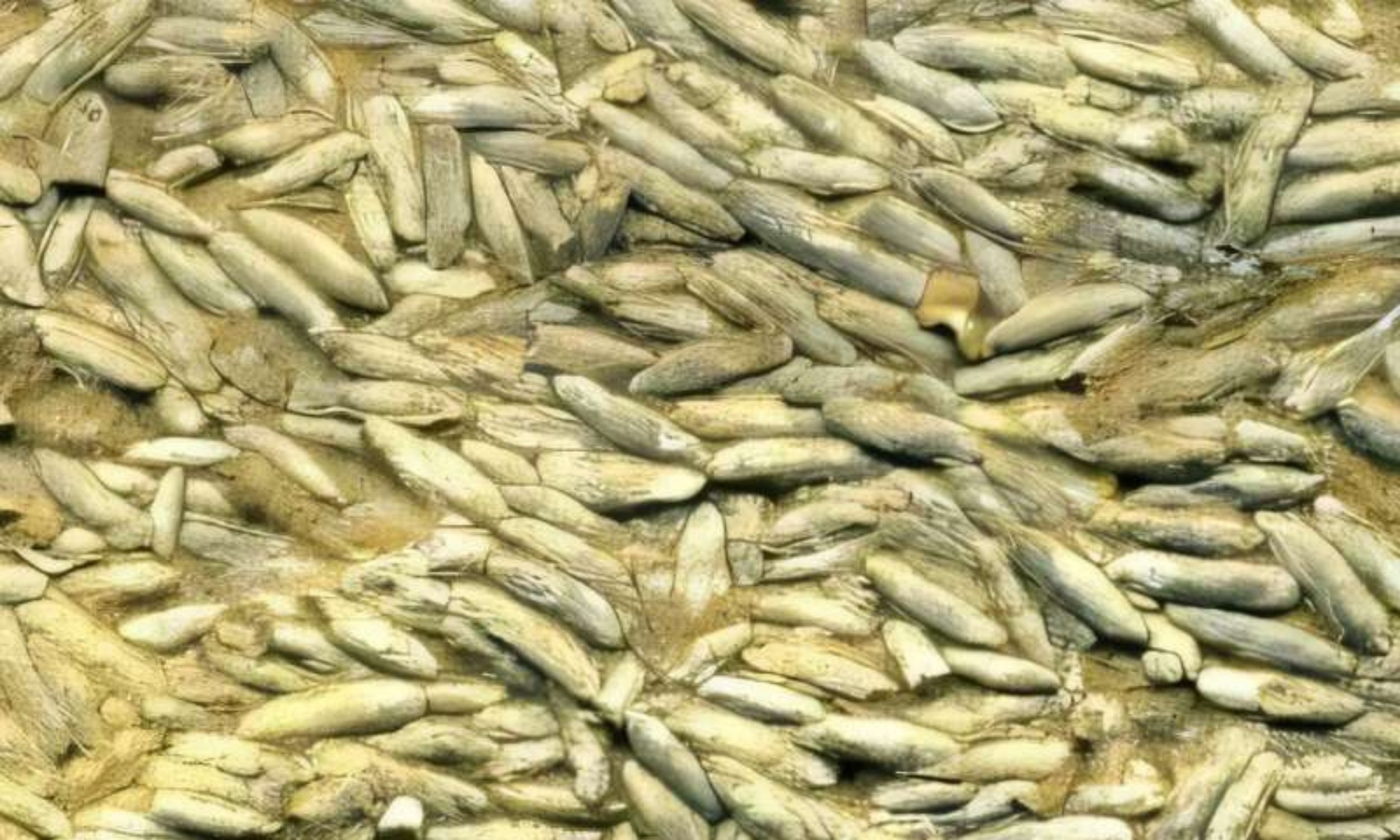 Tiny ocean creatures have always gone extinct during Earth's past climate warming periods