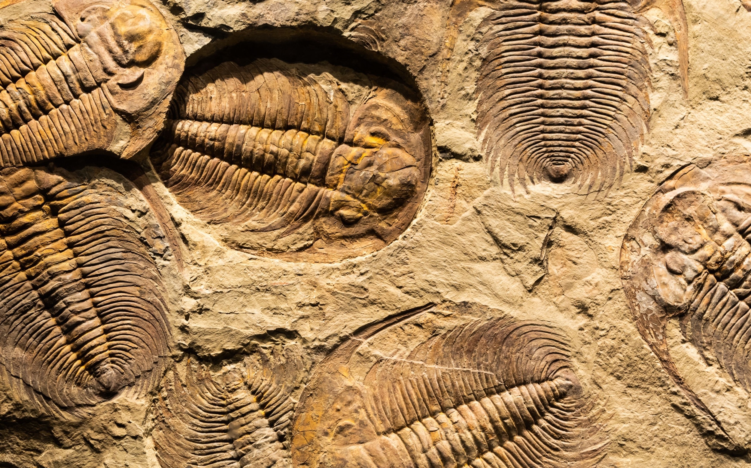 FOSSILS　THE KEY TO THE PAST　化石　FOSSIL A 180-Million-Year Old Dinosaur Fossil Could Fetch $600K At
