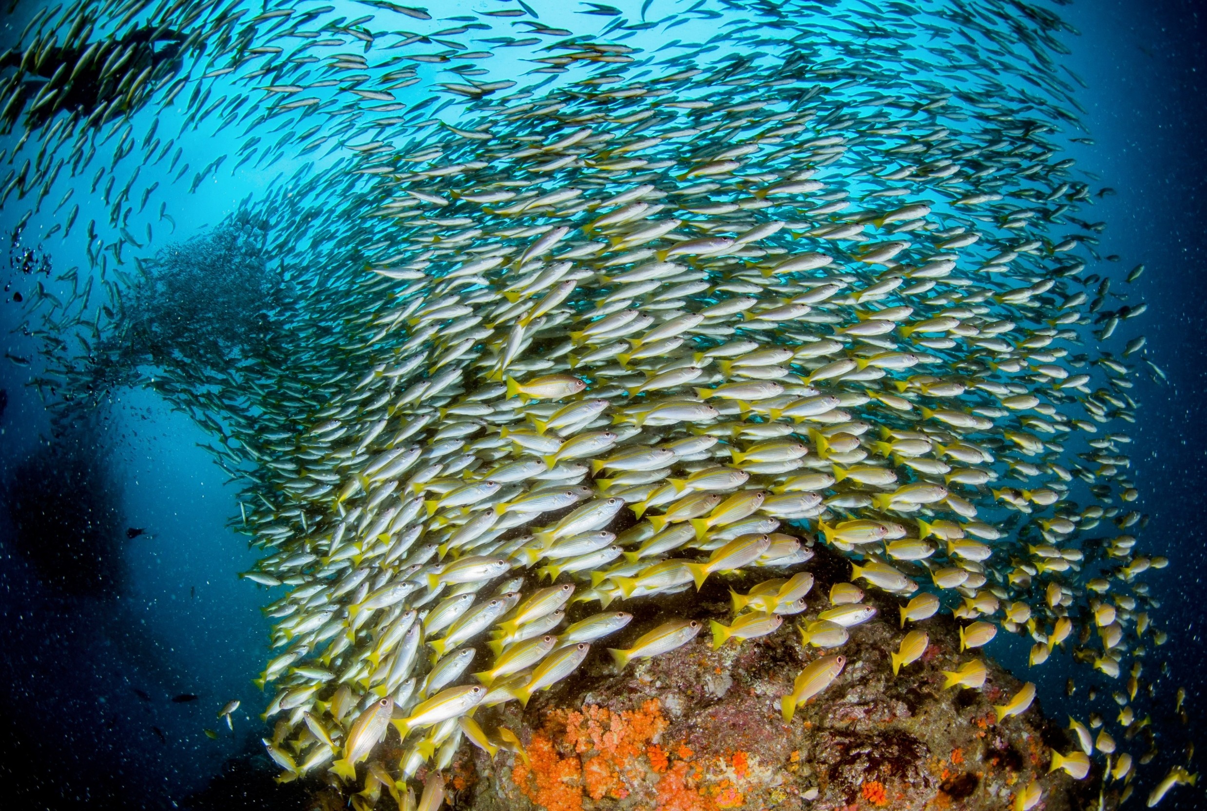 Fish swimming in a ladder pattern