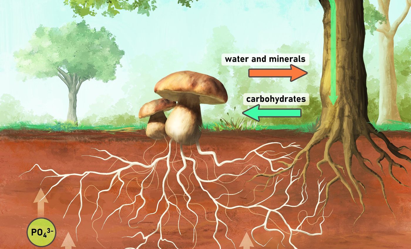https://cff2.earth.com/uploads/2025/07/11130825/plants_communication_fungal-network_underground_illustration_1m-1400x850.jpg