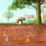 Scientists change their minds about 'friendship' between plants and their fungal communication networks