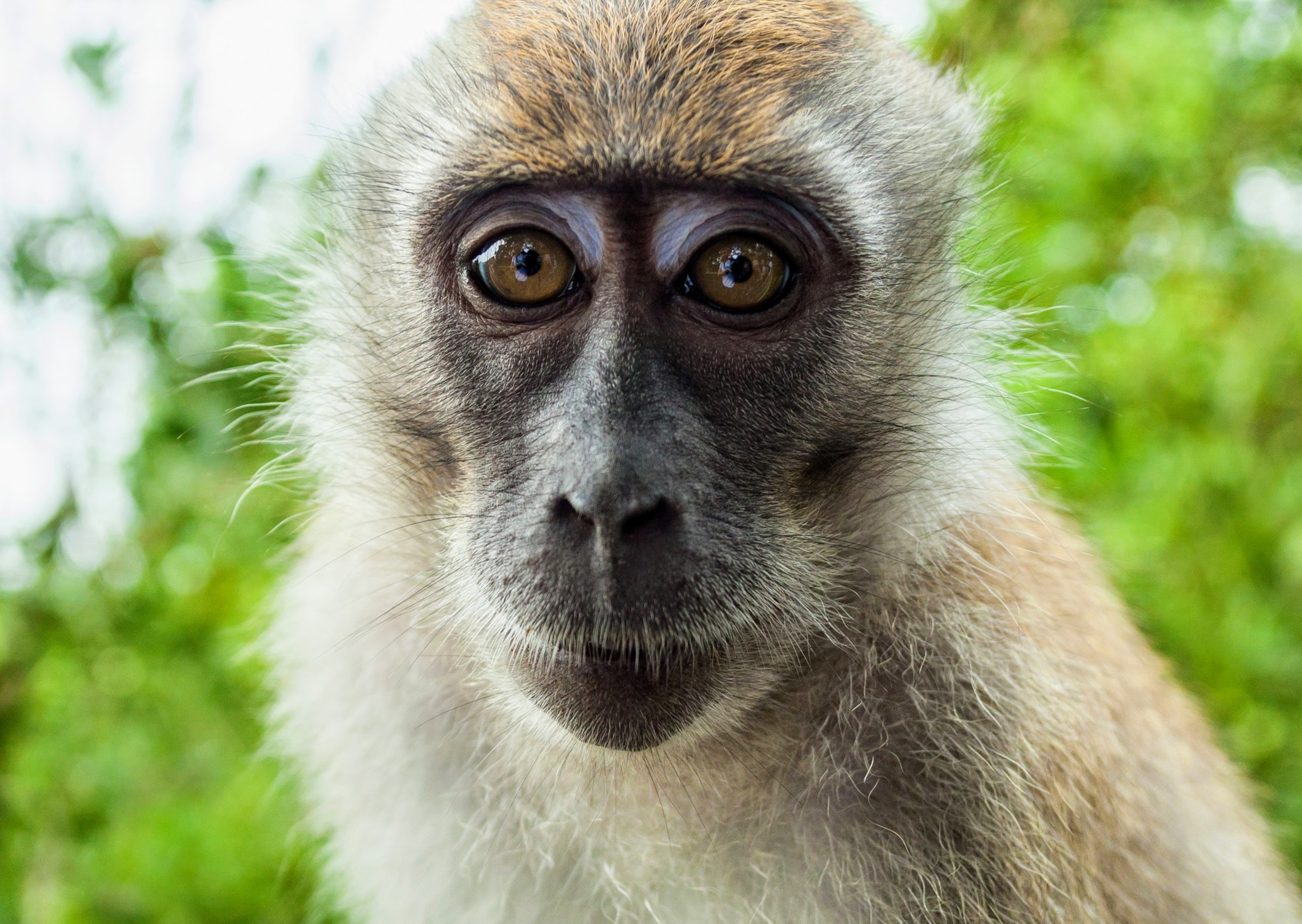 Monkeys love watching videos of fights and friends- Earth.com