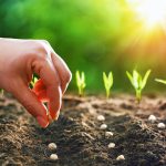 New plant tissue discovered that increases seed size by up to 16%