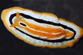 News article thumbnail