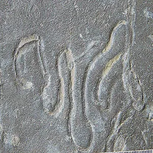 By analyzing trace fossils of ancient animal movement, like Psammichnites, researchers have been able to determine how animals lived and moved more than half a billion years ago. Credit: Ziwei Zhao and Dr Xiaoya Ma